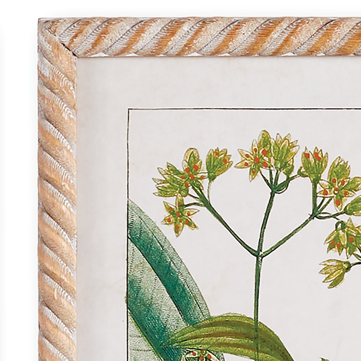 Design Shop Meadow Botanical Study, Set Of 4