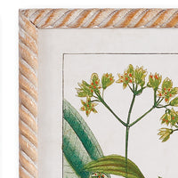 Design Shop Meadow Botanical Study, Set Of 4