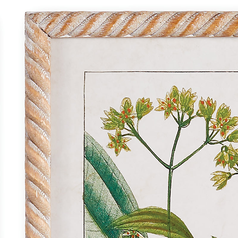 Design Shop Meadow Botanical Study, Set Of 4