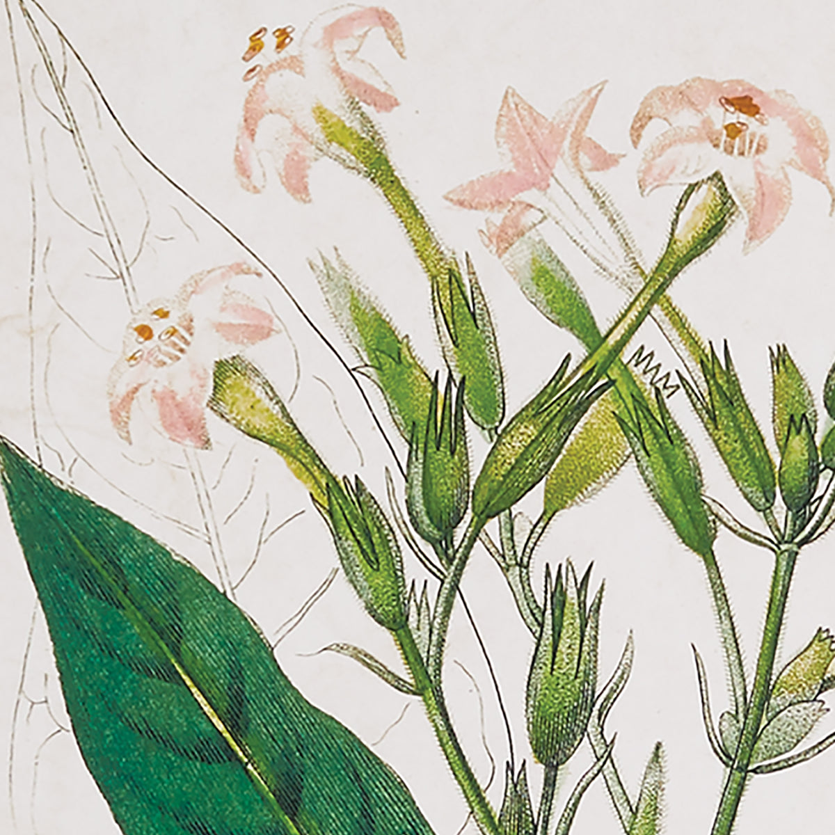 Design Shop Meadow Botanical Study, Set Of 4