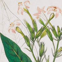 Design Shop Meadow Botanical Study, Set Of 4