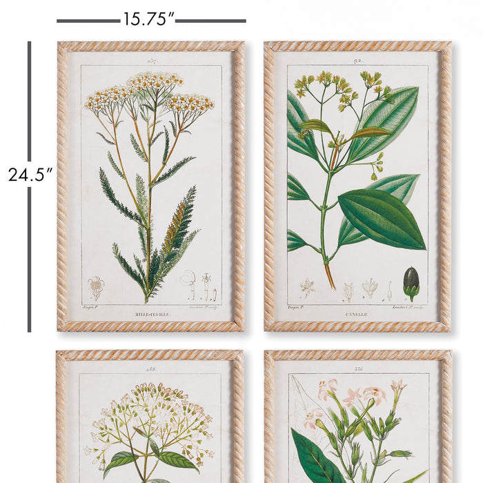 Design Shop Meadow Botanical Study, Set Of 4