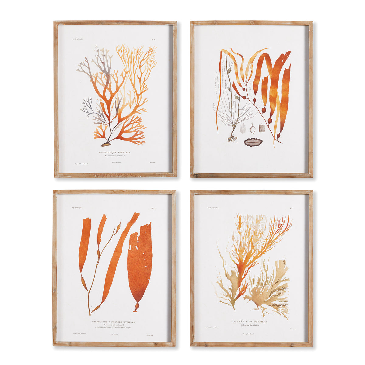 Design Shop Coral Reef Study, Set Of 4