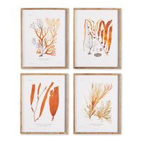 Design Shop Coral Reef Study, Set Of 4