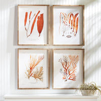Design Shop Coral Reef Study, Set Of 4