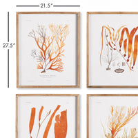 Design Shop Coral Reef Study, Set Of 4
