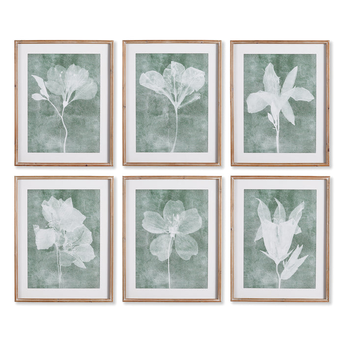 Design Shop Translucent Floral Prints, Set Of 6