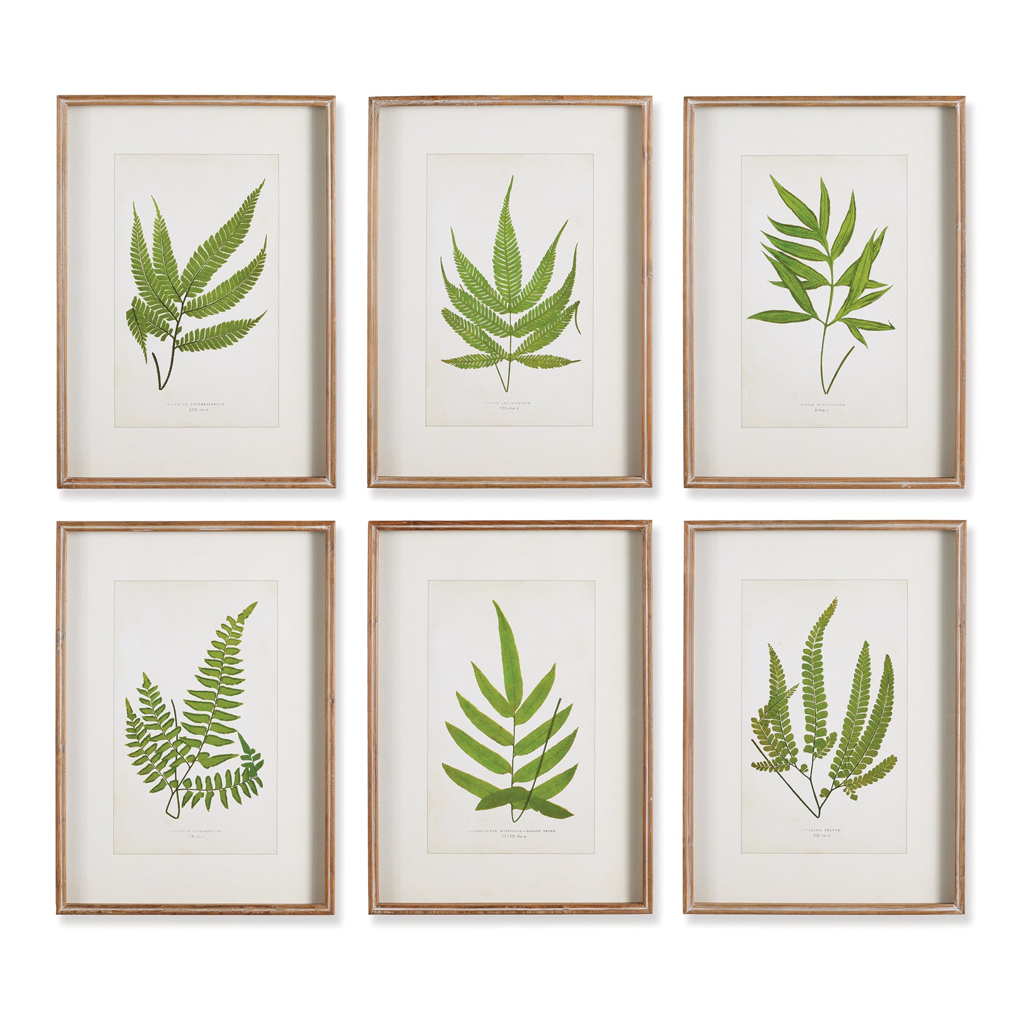 Design Shop Forest Greenery Prints, Set Of 6 – Design Shop By Shell
