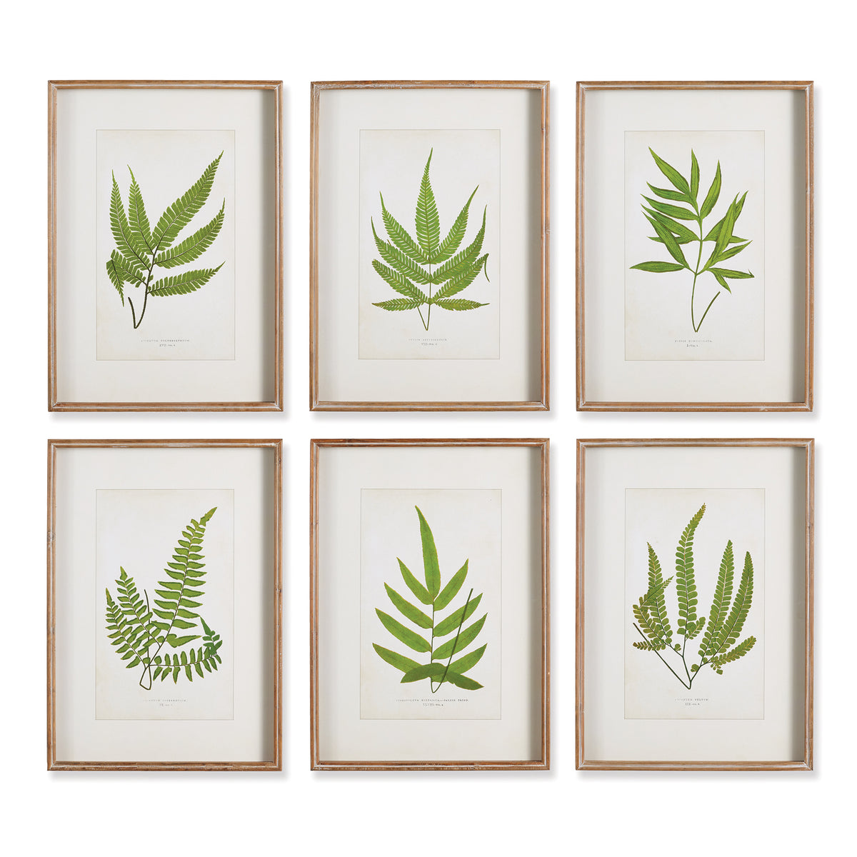 Design Shop Forest Greenery Prints, Set Of 6