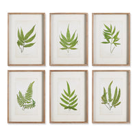 Design Shop Forest Greenery Prints, Set Of 6