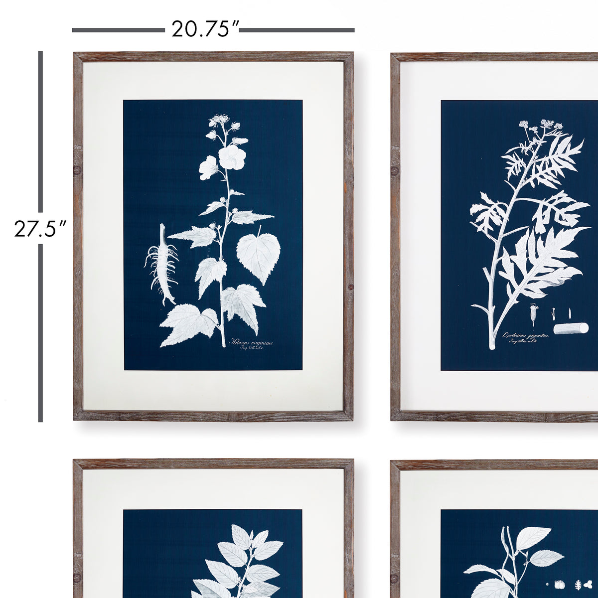 Design Shop Cyano Botanical Leaf Study, Set Of 4