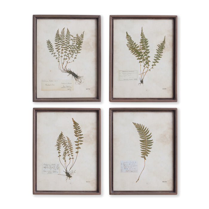 Design Shop Petite Frond Prints, Set Of 4