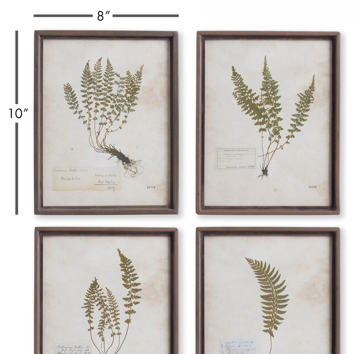 Design Shop Petite Frond Prints, Set Of 4