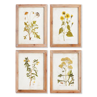 Design Shop Golden Wildflower Study, Set Of 4