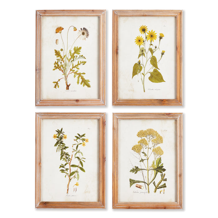 Design Shop Golden Wildflower Study, Set Of 4