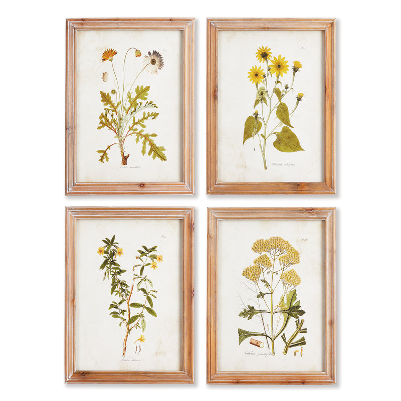 Design Shop Golden Wildflower Study, Set Of 4