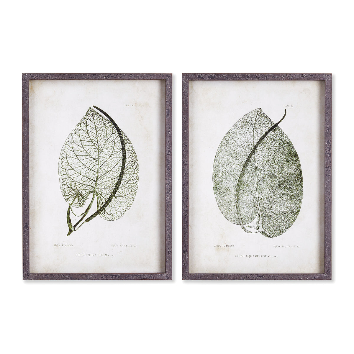 Design Shop Cordate Leaf Study, Set Of 2