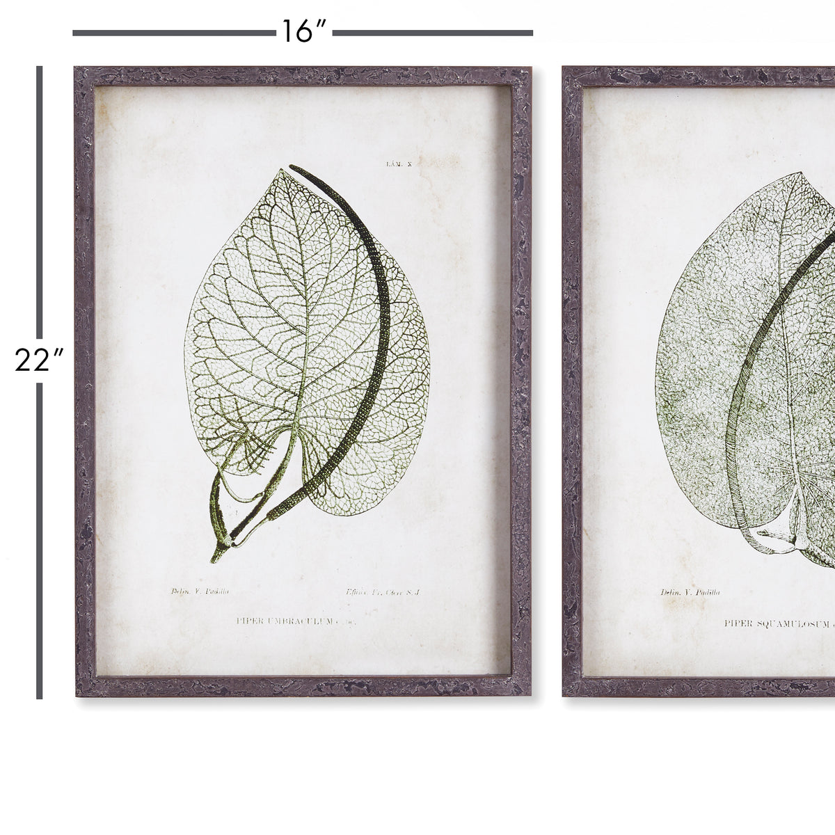 Design Shop Cordate Leaf Study, Set Of 2