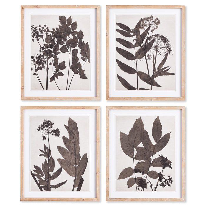 Design Shop Pressed Foliage Prints, Set Of 4