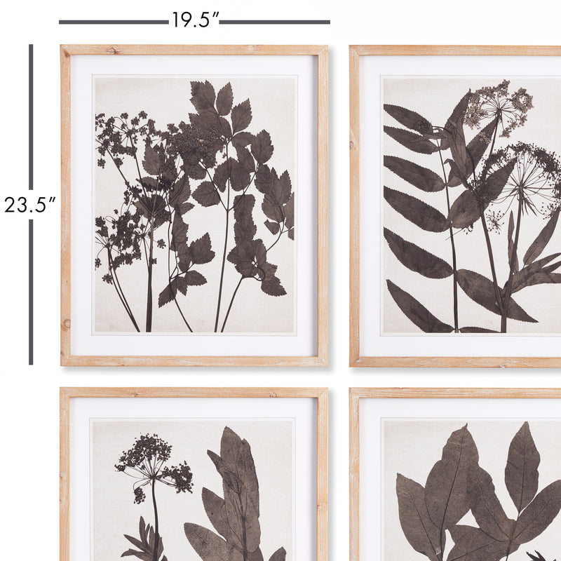 Design Shop Pressed Foliage Prints, Set Of 4