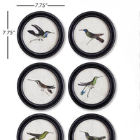 Design Shop Hummingbird Round Petite Prints, Set Of 6