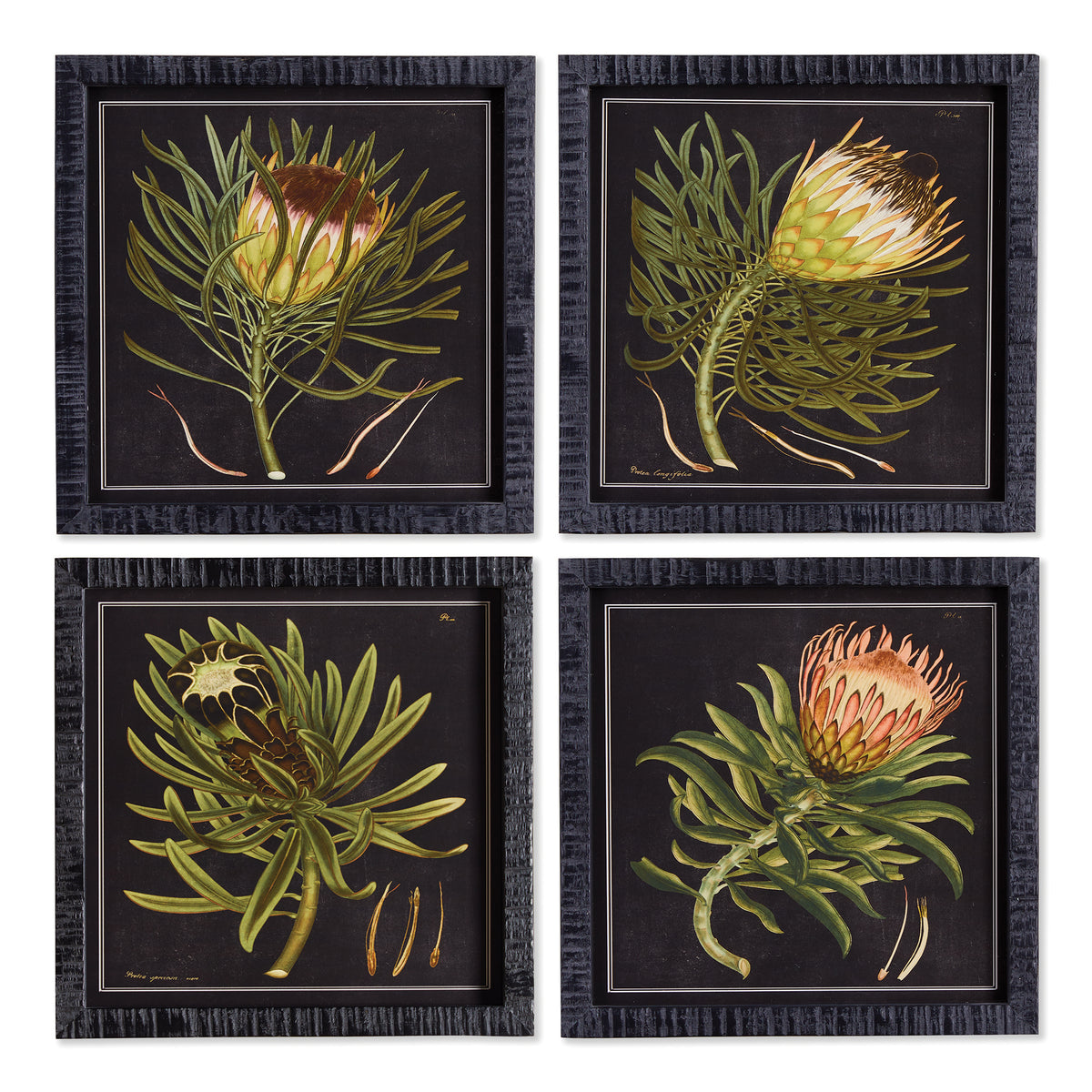Design Shop Protea Petite Prints, Set Of 4