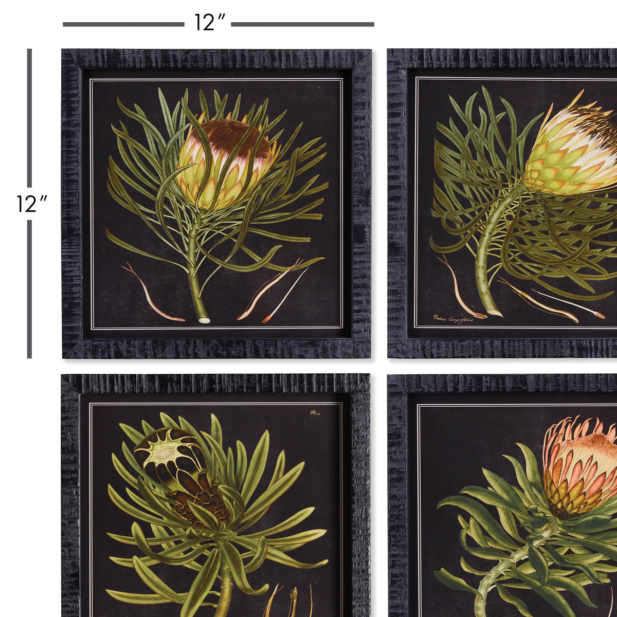 Design Shop Protea Petite Prints, Set Of 4