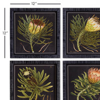 Design Shop Protea Petite Prints, Set Of 4