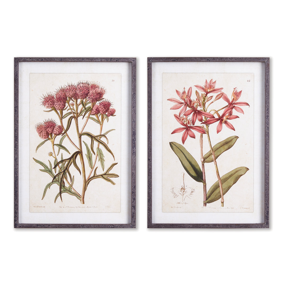 Design Shop Pretty In Pink Vintage Prints, Set Of 2