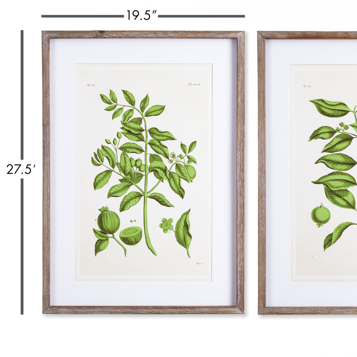 Design Shop Guava Prints, Set Of 2