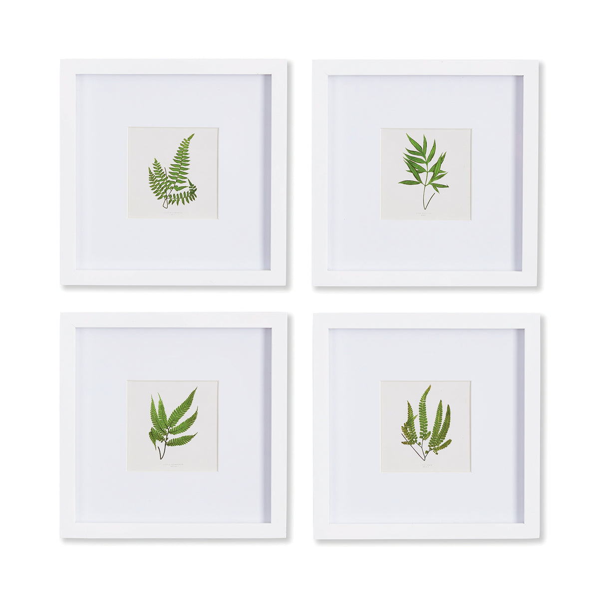 Design Shop Forest Greenery Petite Prints, Set Of 4
