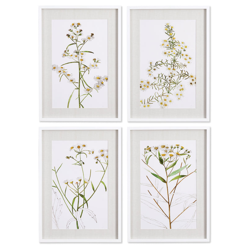 Design Shop Daisy Prints, Set Of 4
