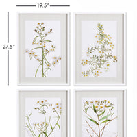 Design Shop Daisy Prints, Set Of 4
