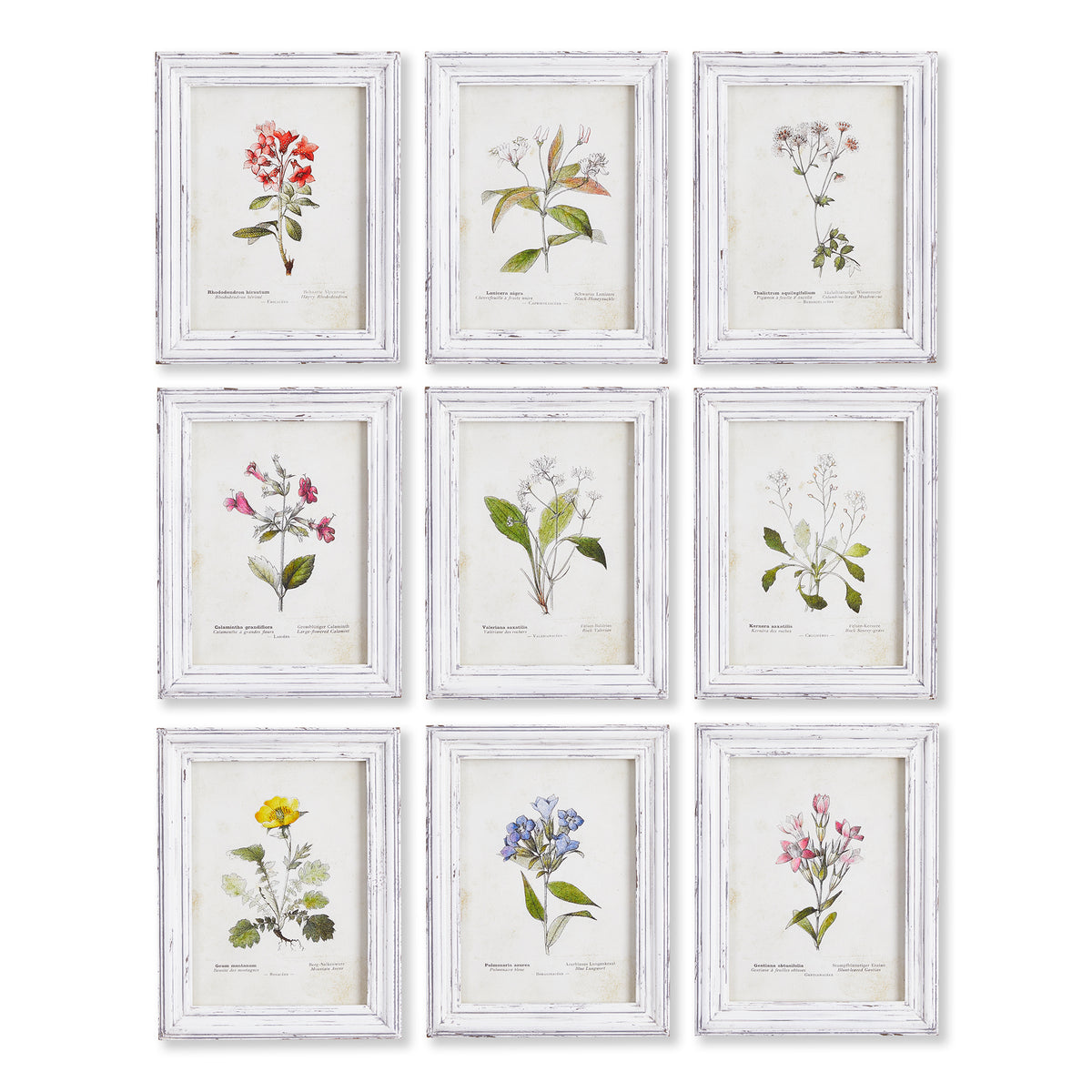 Design Shop Garden Meadow Study, Set Of 9
