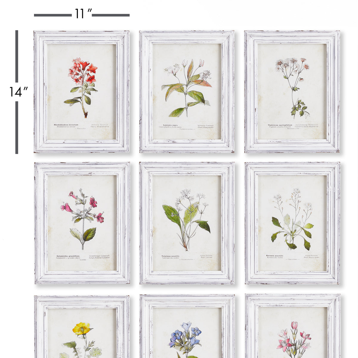 Design Shop Garden Meadow Study, Set Of 9