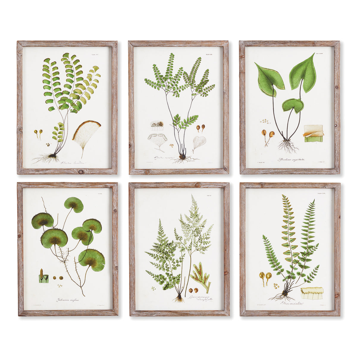 Design Shop Shade Garden Study, Set Of 6