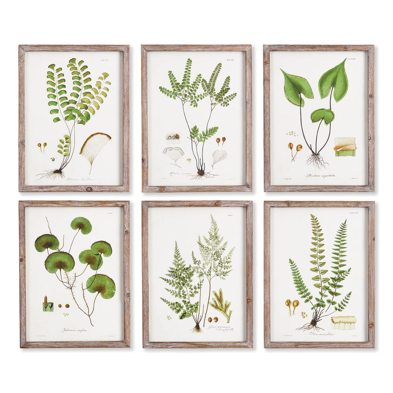 Design Shop Shade Garden Study, Set Of 6