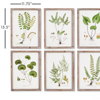 Design Shop Shade Garden Study, Set Of 6