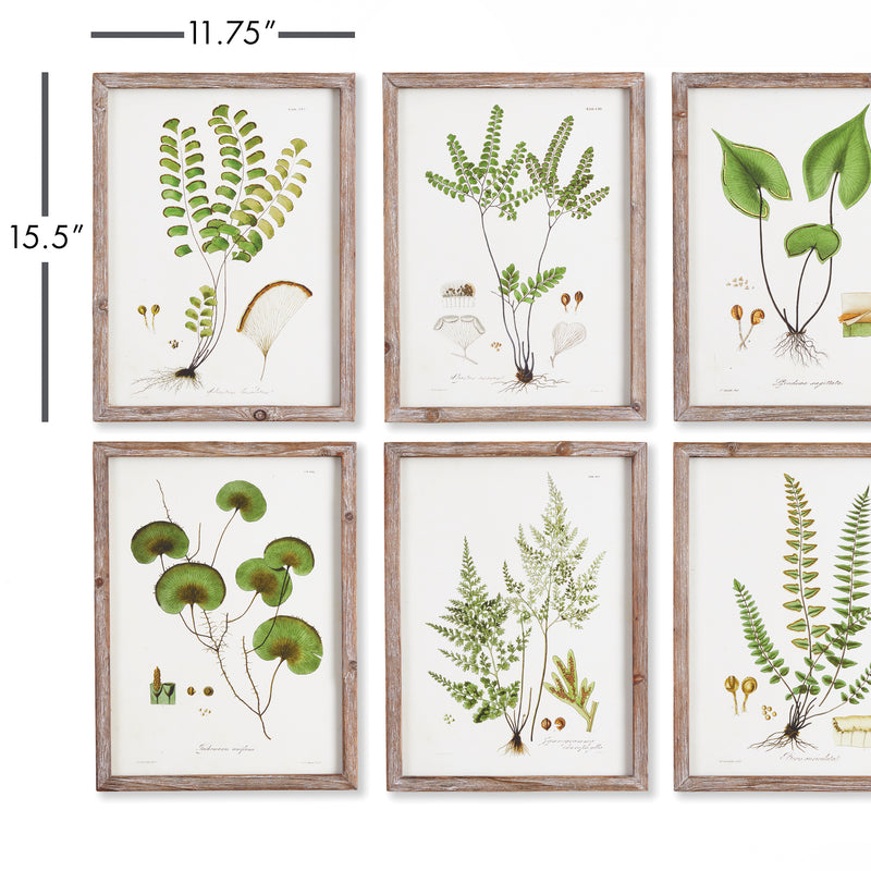 Design Shop Shade Garden Study, Set Of 6