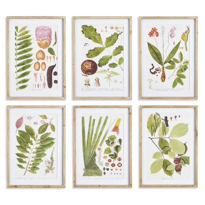 Design Shop Leaf Botanical Study, Set Of 6