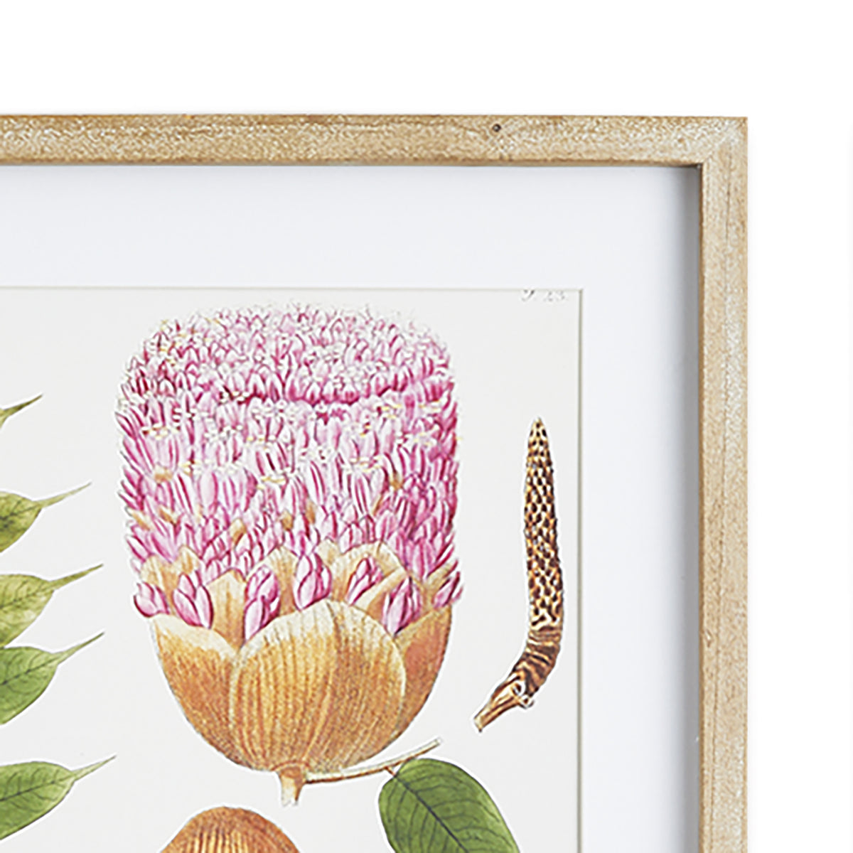 Design Shop Leaf Botanical Study, Set Of 6