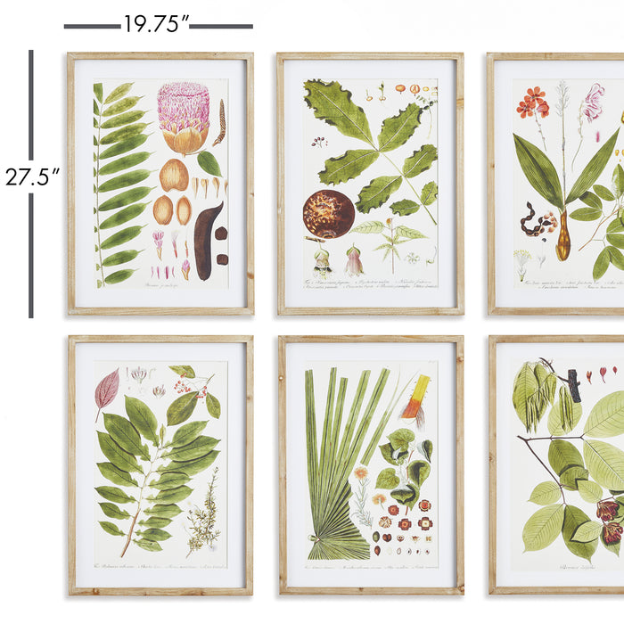 Design Shop Leaf Botanical Study, Set Of 6