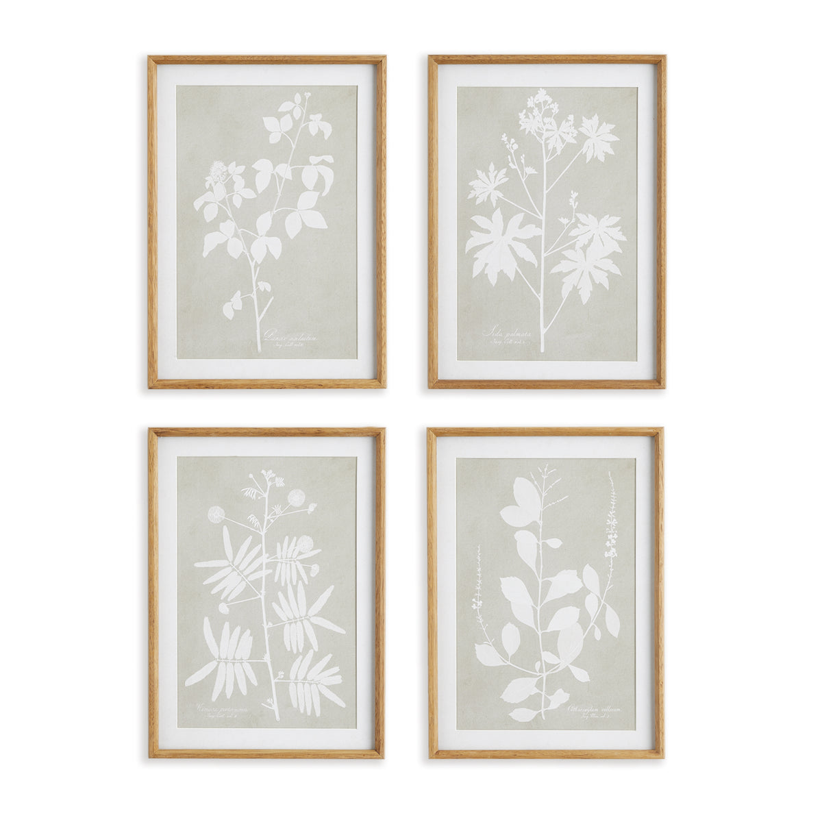 Design Shop Foliage Study, Set Of 4