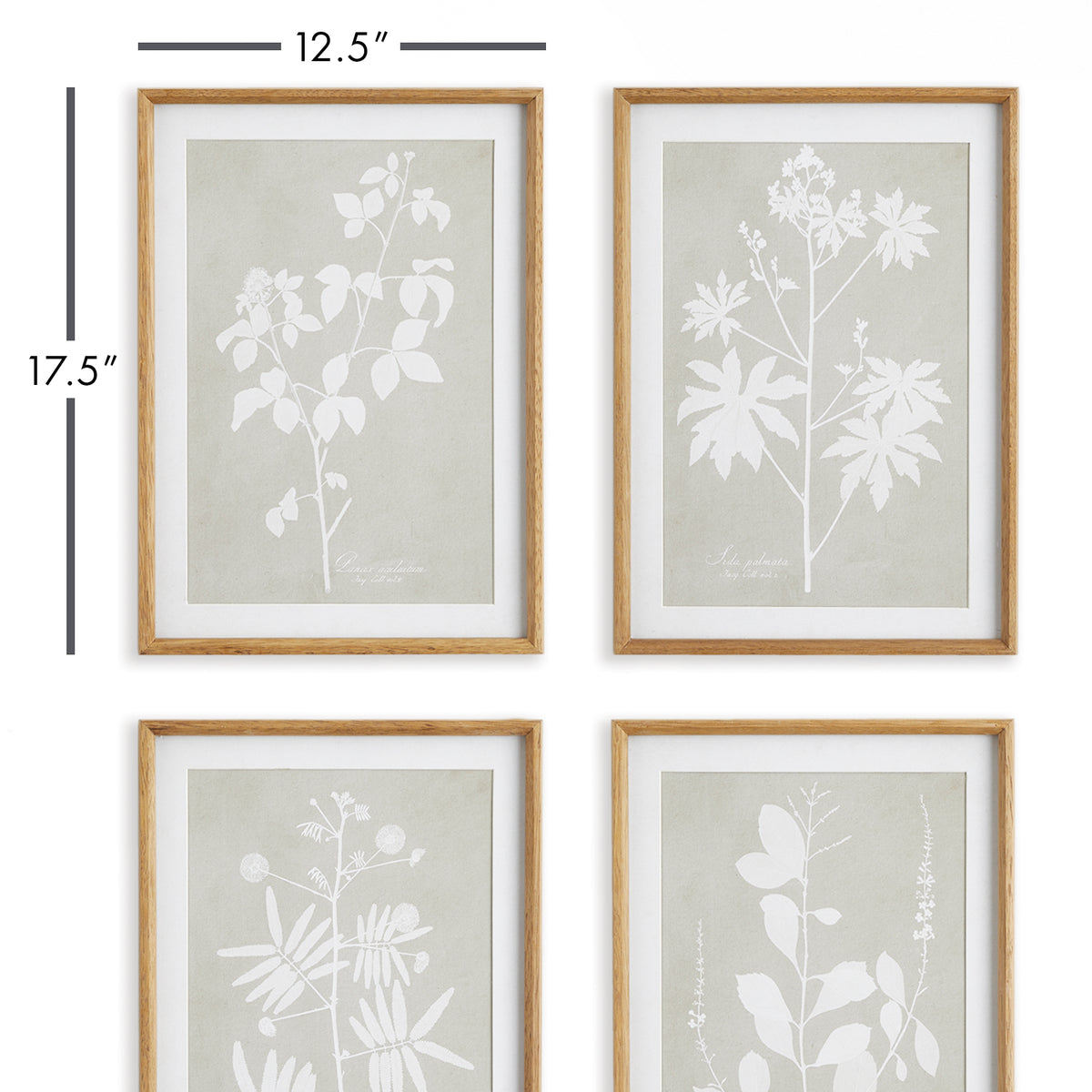 Design Shop Foliage Study, Set Of 4