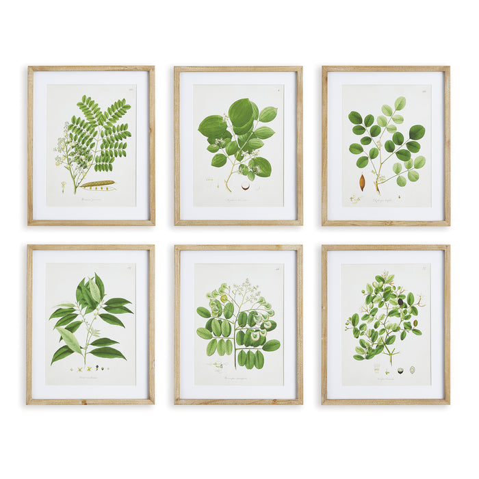 Design Shop Tree Leaf Study, Set Of 6