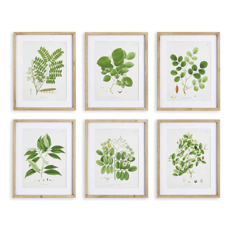 Design Shop Tree Leaf Study, Set Of 6