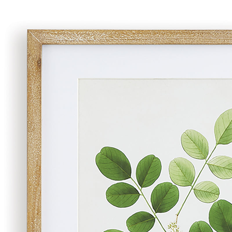 Design Shop Tree Leaf Study, Set Of 6