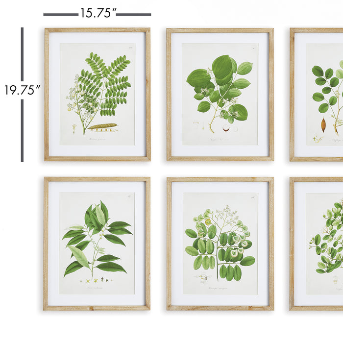 Design Shop Tree Leaf Study, Set Of 6