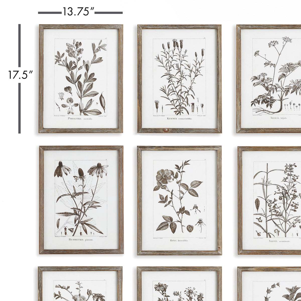 Design Shop Rustic Foliage Study, Set Of 9
