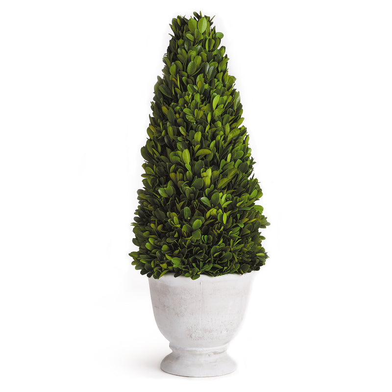 Design Shop Boxwood Cone Topiary In Pot